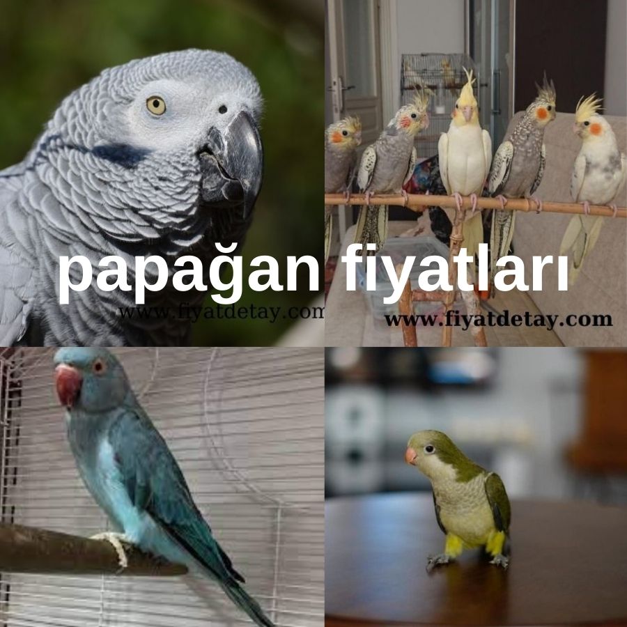 papağan fiyatları